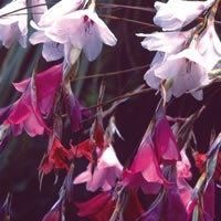 Dierama Species Mixed Seeds ~ Angel’s Fishing Rod ~ Fairy Wand ~ Wandflower ~ Cool Flowers ~ Rare ~ Wildflowers ~ Heirloom