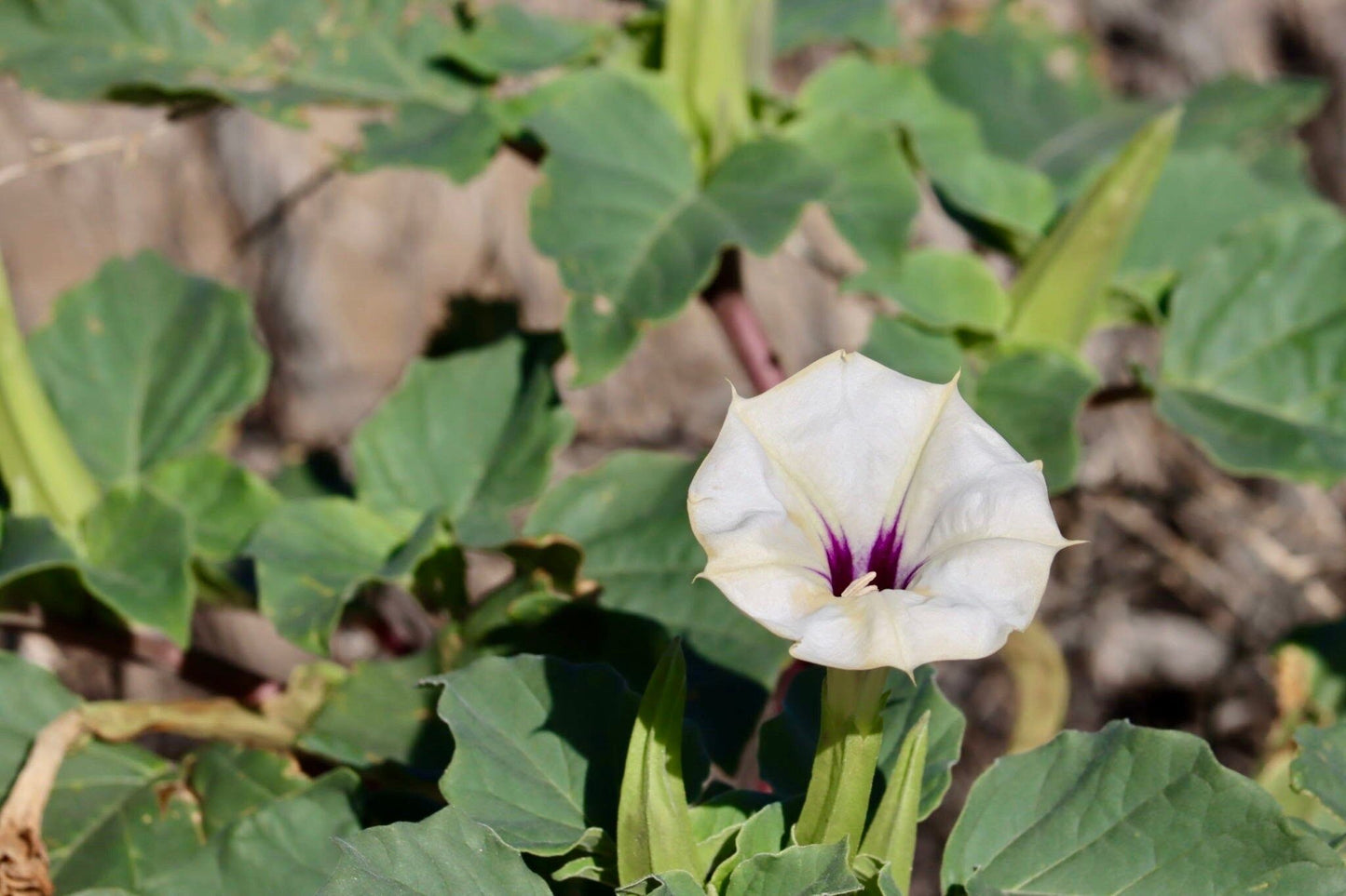 Unique Angel’s Trumpet Seeds ~ Datura Discolor ~ Desert Thornapple ~ Trumpet Creeper ~ Fresh Seeds ~ Blooms ~ Flowers ~ Fragrance ~ Pretty