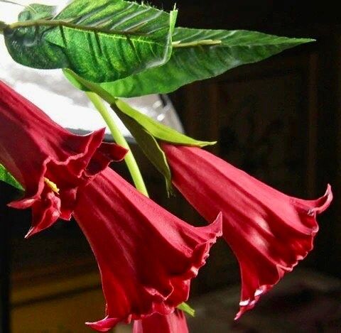 Scarlet Angel’s Trumpet Vine Seeds ~ Brugmansia Sanguinea ~ Trumpet Creeper ~ Fresh Seeds ~ Blooms ~ Flowers ~ Instead of Flowers ~ Red