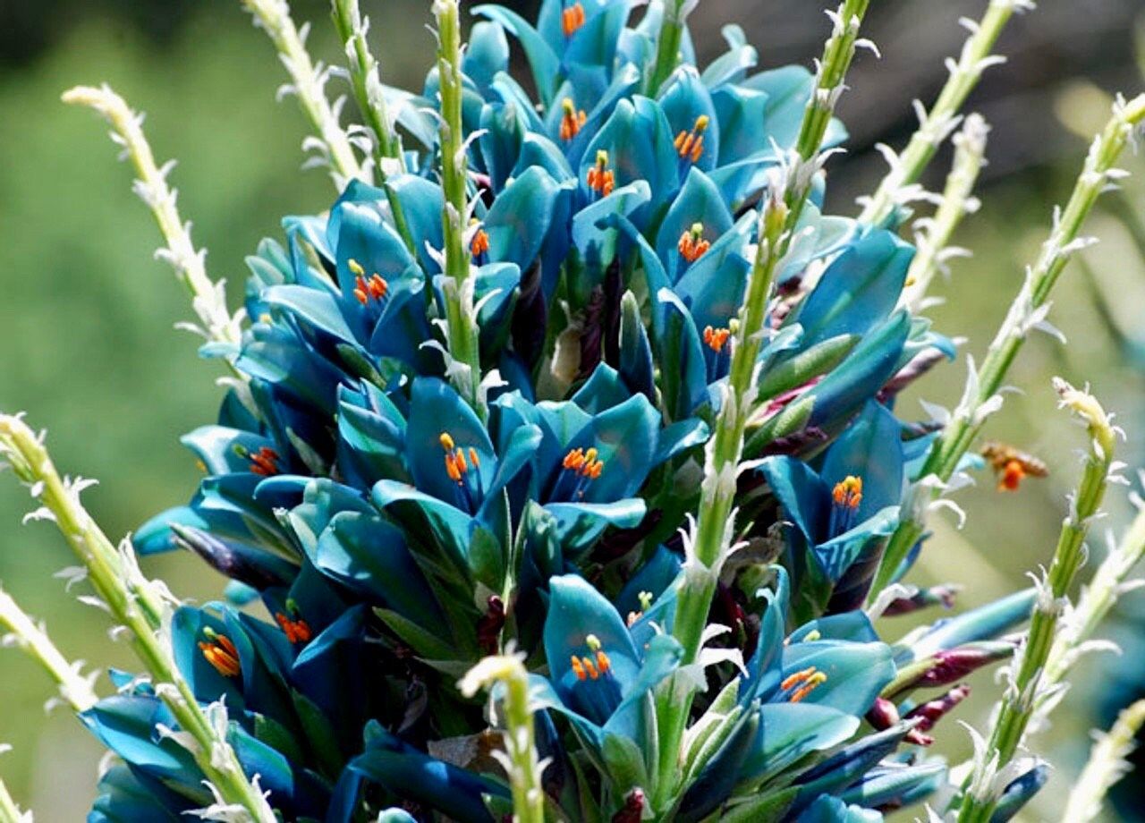 Rare Sapphire Tower Seeds ~ Puya Alpestris ~ Puya Alpestris Gaytic ~ Exotic ~ Beautiful ~ Jade