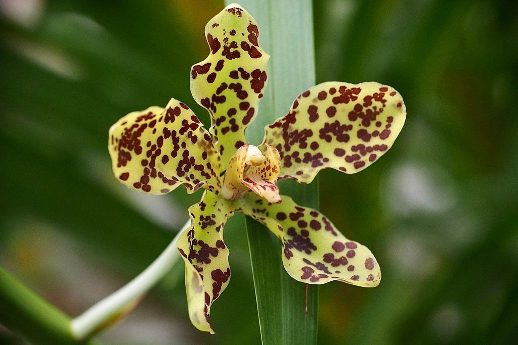 Tiger Orchid Seeds ~ Grammatophyllum Speciosum ~ Usual Flowers ~ Exotic Flower ~ Unique Flowers ~ Funky Plants