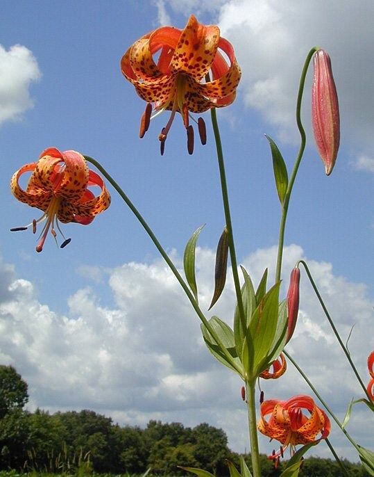 Michigan Lily Seeds ~ Lilium Michiganense ~ Turk’s Cap Lily ~ Unique Seeds