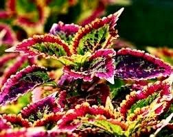 Jade Wizard Coleus Seeds ~ Coleus Blumei ~ Low Maintenance Plants ~ Garden ~ Grow Your Own ~ Spring Flowers ~ Instead of Flowers ~ Flowers