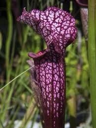 Sarracenia Purpurea ~ The Purple Pitcher Plant ~ Northern Pitcher Plant ~ Turtle Socks ~ Side-Saddle Flower ~ Carnivorous Plant