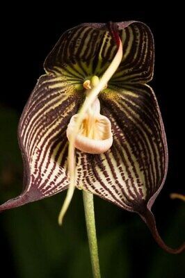 Black Dracula Orchid Seeds ~  Dracula Benedictii ~ Exotic ~ Vampire ~ Black