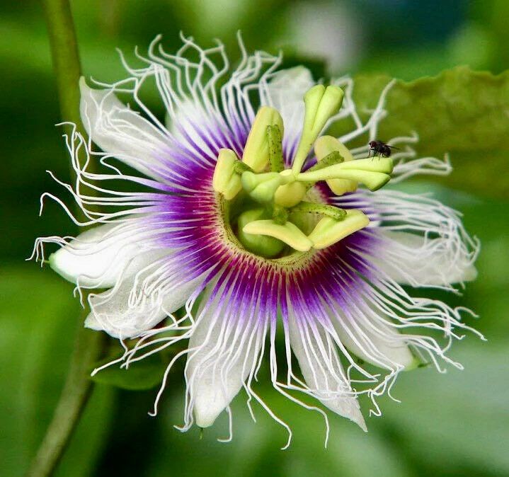 Purple Granadilla Seeds ~ Passionfruit ~ Maypop ~ Passionflower ~ True Passionflower ~ Wild Apricot ~ Wild Passion Vine