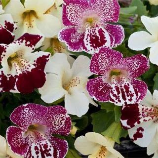 Mimulus Hybrida Magic Spring Blossom Seeds ~ Monkey Flower ~ Flower Seeds ~ Plants ~ Garden ~ Grow Your Own