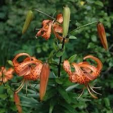 Michigan Lily Seeds ~ Lilium Michiganense ~ Turk’s Cap Lily ~ Unique Seeds