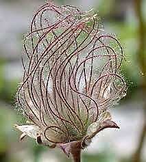 Wild Prairie Smoke Flower Seeds ~ Old Man's Beard ~ Geum Triflorum