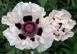 Poppy Checkers Seeds ~ Papaver Orientale Checkers ~ Cool Flowers ~ Unique ~ Heirloom ~ Bouquets ~ Fresh Cut Flowers ~ Cool ~ Neat Flowers