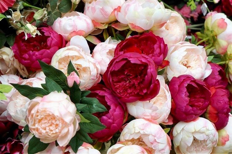 Mixed Peony Flower Seeds ~ Colored ~ Rainbow ~ Bouquet ~ Flowers ~ Beautiful ~ Heirloom Seeds