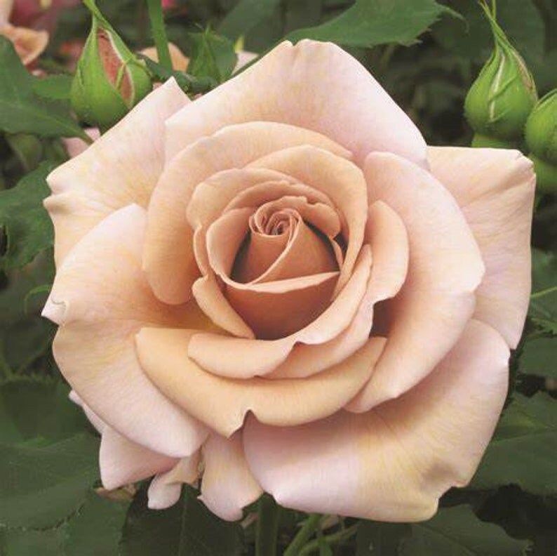 Hot Chocolate Rose Seeds ~ Flower Bush ~ Perennial Flowers ~ Roses ~ Fragrance ~ Bouquet ~ Wedding ~ Flowers