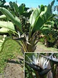 White Birds of Paradise Seeds ~ Strelitzia Nicolia ~ Wild Banana ~ Crane Flower ~ Grow Your Own ~ Spring ~ Houseplants