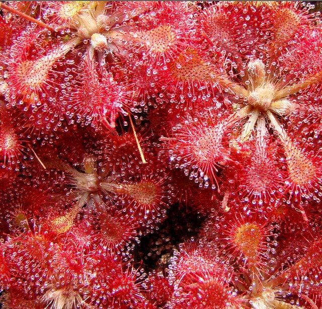 Various Drosera Seeds~Carnivorous Plants~Carnivore~Drosera Capensis~ Spatulata~Tokaiensis ~ Sundews~Science Projects~Grow UR Own