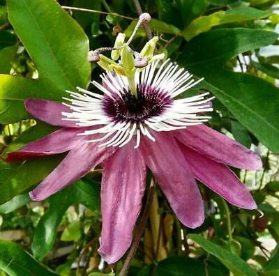 Variety of Passiflora Seeds ~ Passionflower ~ Maypop ~ Passion Fruit Flower ~