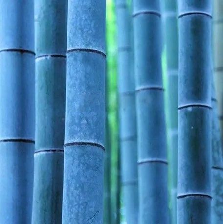 Blue Bamboo Seeds ~ Fountain ~ Privacy Climbing ~  Cyrtostachys Renda Tree ~ Gardening ~ Spring