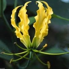 Gloriosa Lutea Seeds ~ Rare ~ Grow Your Own ~ Spring Flowers ~ Instead of Flowers ~ Presents