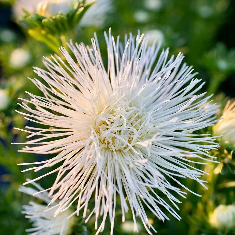 White Needle Aster Seeds ~ Spider Aster ~ Spring Time ~ Garden ~ Pretty Flowers ~ Bouquet ~ Wedding Flowers ~ Flowers ~ Asters