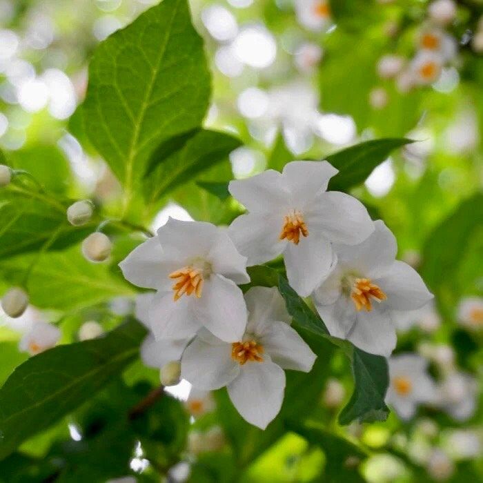 White Japanese Snowbell Seeds ~ Styrax Japonicus ~ Grow Your Own ~ Spring ~ Houseplants ~ Bonsai ~ Beautiful Flowers