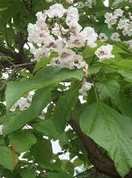 Northern Catalpa Tree Seeds ~ Indian Cigar Flower ~ Trees ~ Pretty ~Exotic ~ Gardens ~ Unique