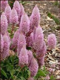 Ptilotus Joey Seeds ~ Joey Improved Ptilotus ~ Ptilotus Exaltatus ‘Joey Improved’ ~ Pretty Flower