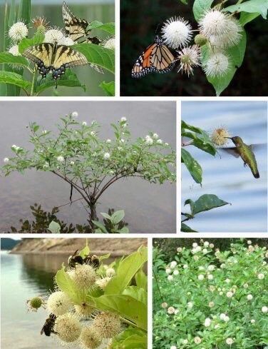 White Buttonbush Seeds ~ Cephalanthus Occidentalisique ~ Dried Flowers ~ Bouquets ~ Pollinaters ~ Butterflies