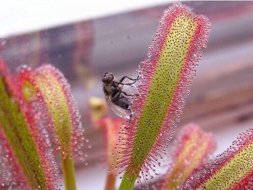 Various Drosera Seeds~Carnivorous Plants~Carnivore~Drosera Capensis~ Spatulata~Tokaiensis ~ Sundews~Science Projects~Grow UR Own