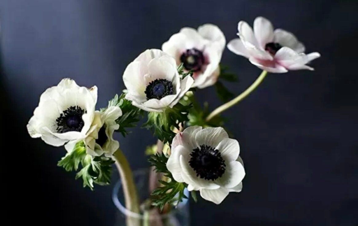 Japanese Anemone Seeds ~ Anemone Hupehensis ~ Marianne Panda ~ Wildflowers ~ Heirloom ~ Bouquet ~ Fresh Cut Flowers ~ Wedding ~ Floral