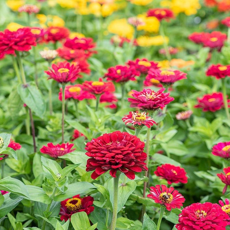 Zinnia “Meteor Shower” Seeds ~ Flower Seeds ~ Plants ~ Garden ~ Grow Your Own ~ Spring Flowers ~ Instead of Flowers ~ Flowers