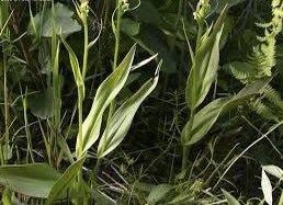 Platanthera Flava Seeds ~ The Palegreen Orchid ~ Orchids ~ Usual Flowers ~ Exotic Flower