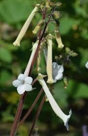 Sinningia Tubiflora Seeds ~ Sinningia Longituba ~ Rare Succulent ~ Exotic ~ Must Have ~ Exotic Flower ~ Unusual Flowers