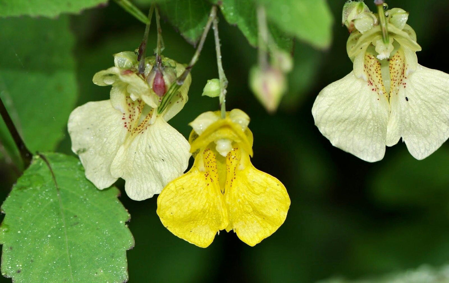 Rare White Touch Me Not ~ Jewelweed ~ Impatiens Capensis ~ Neat Flowers ~ Rare Plants ~ Interactive Plants ~ Neat