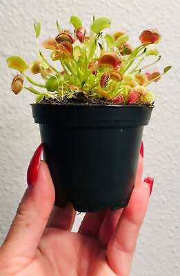 Venus Flytrap Seeds~Carnivorous Plants~Carnivore~Science Projects~Grow Your Very