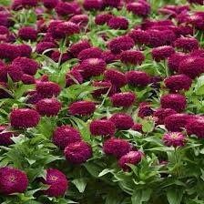 Purple Small Zinnia Seeds ~ Plants ~ Garden ~ Grow Your Own ~ Spring Flowers ~ Instead of Flowers ~ Flowers