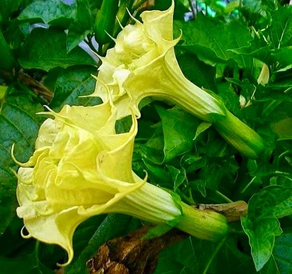 Double Datura Golden Queen Seeds ~ Devil’s Trumpet ~ Datura Metel ~Datura Golden Queen ~ Chlorantha ~ Moonflower