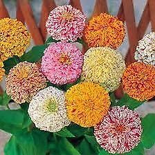 Zinnia “Peppermint Stick” Seeds ~ Holiday ~ Plants ~ Garden ~ Grow Your Own ~