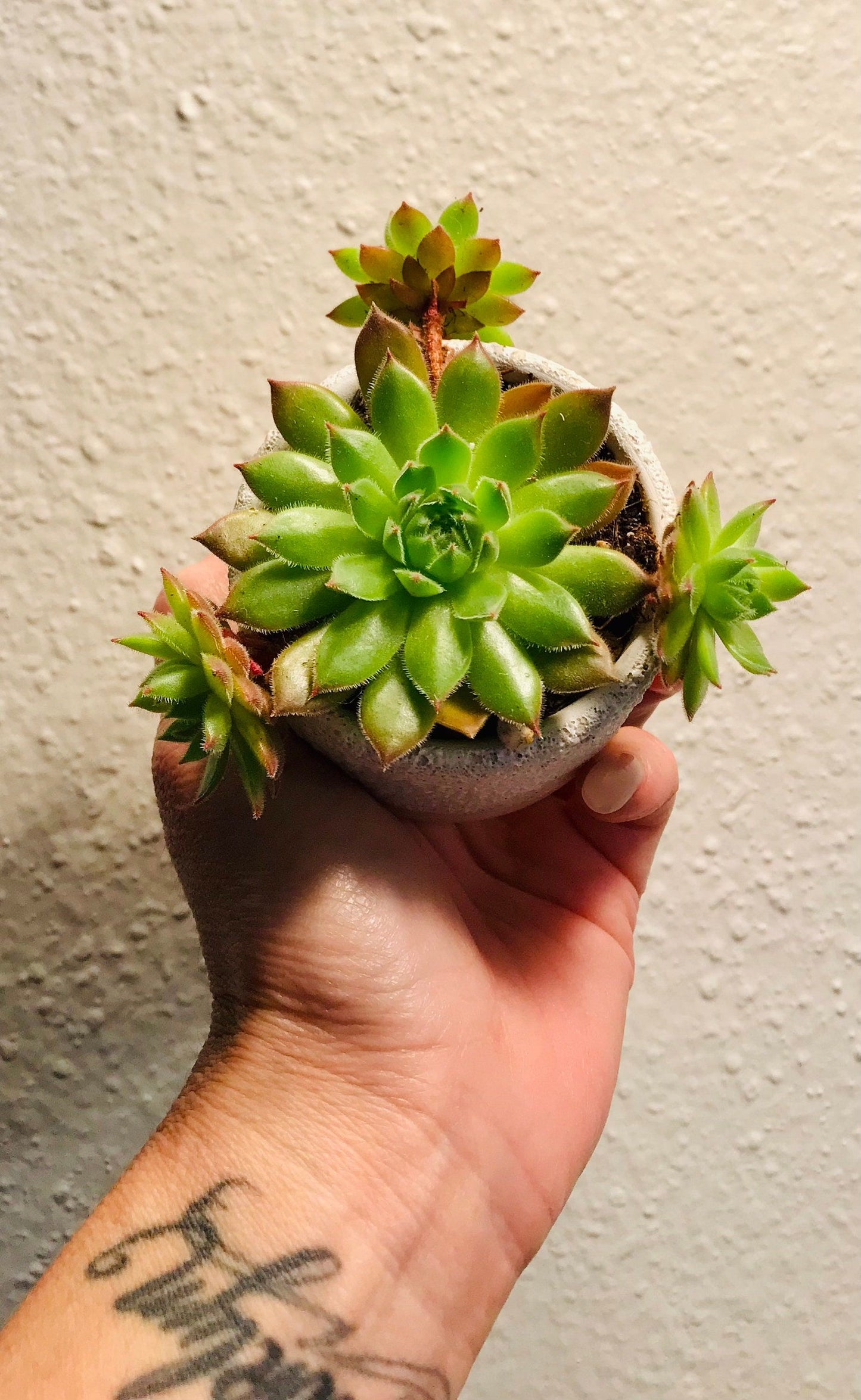 Sempervivum Tectorum ~ Succulent ~ Hens and Chicks