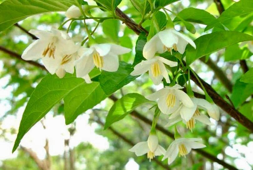 White Japanese Snowbell Seeds ~ Styrax Japonicus ~ Grow Your Own ~ Spring ~ Houseplants ~ Bonsai ~ Beautiful Flowers