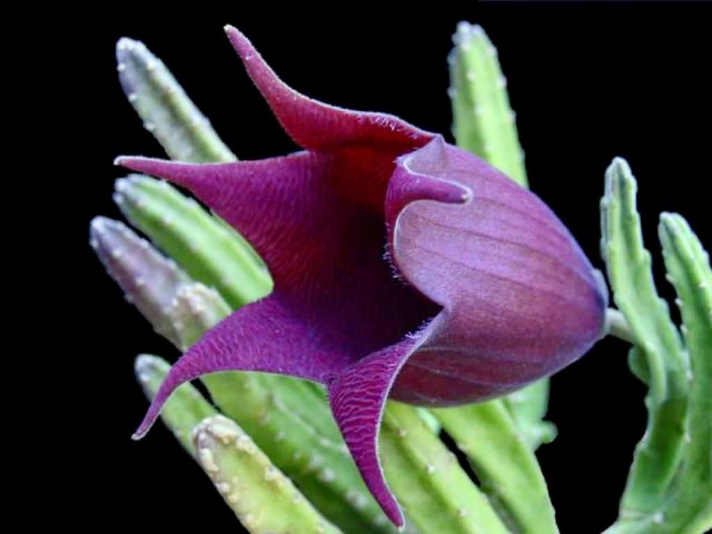 purple star succulent Stapelia Leendertziae Seeds ~ Black Bells ~ Maroon Cup Starfish ~ Leendertz's Carrion Flower ~ Exotic ~ Rare ~ Succulent