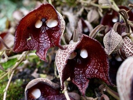 Darth Vader Flower Seeds ~ Aristolochia Salvadorensis ~ Usual Flowers ~ Exotic ~ Unique Flowers ~ Funky Plants