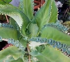 Flowering Kalanchoe Mix Seeds ~ Exotic ~ Cactus ~ Flower ~ Succulents ~ Succulent ~ Easy Care