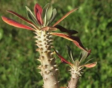 Pachypodium Denachypodium Seeds ~ Cactus ~ Rare ~ Blue ~ Cati ~ Cool Plants ~ Easy Care