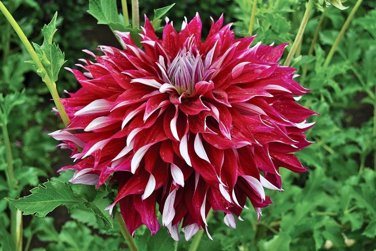 Unique Mixed Dahlia Seeds ~ Plants ~ Garden ~ Grow Your Own ~ Spring Flowers ~ Instead of Flowers ~ Flowers