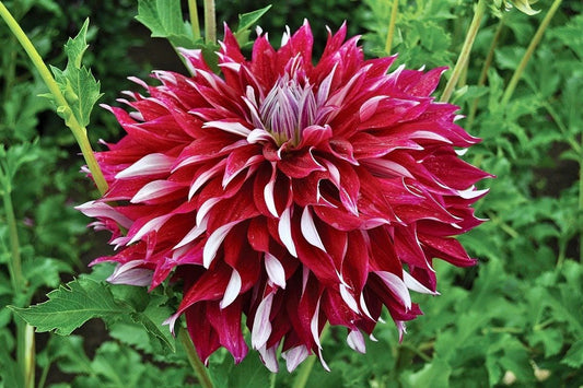 Unique Mixed Dahlia Seeds ~ Plants ~ Garden ~ Grow Your Own ~ Spring Flowers ~ Instead of Flowers ~ Flowers