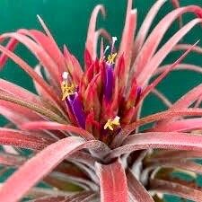 Air Plant Tillandsia Lonantha Seeds ~ Sky Plant ~ Shy Plant ~ Cool Plants ~ House Plant ~ Easy Care ~ Rare ~ Plants ~ Easy ~ Crafts ~