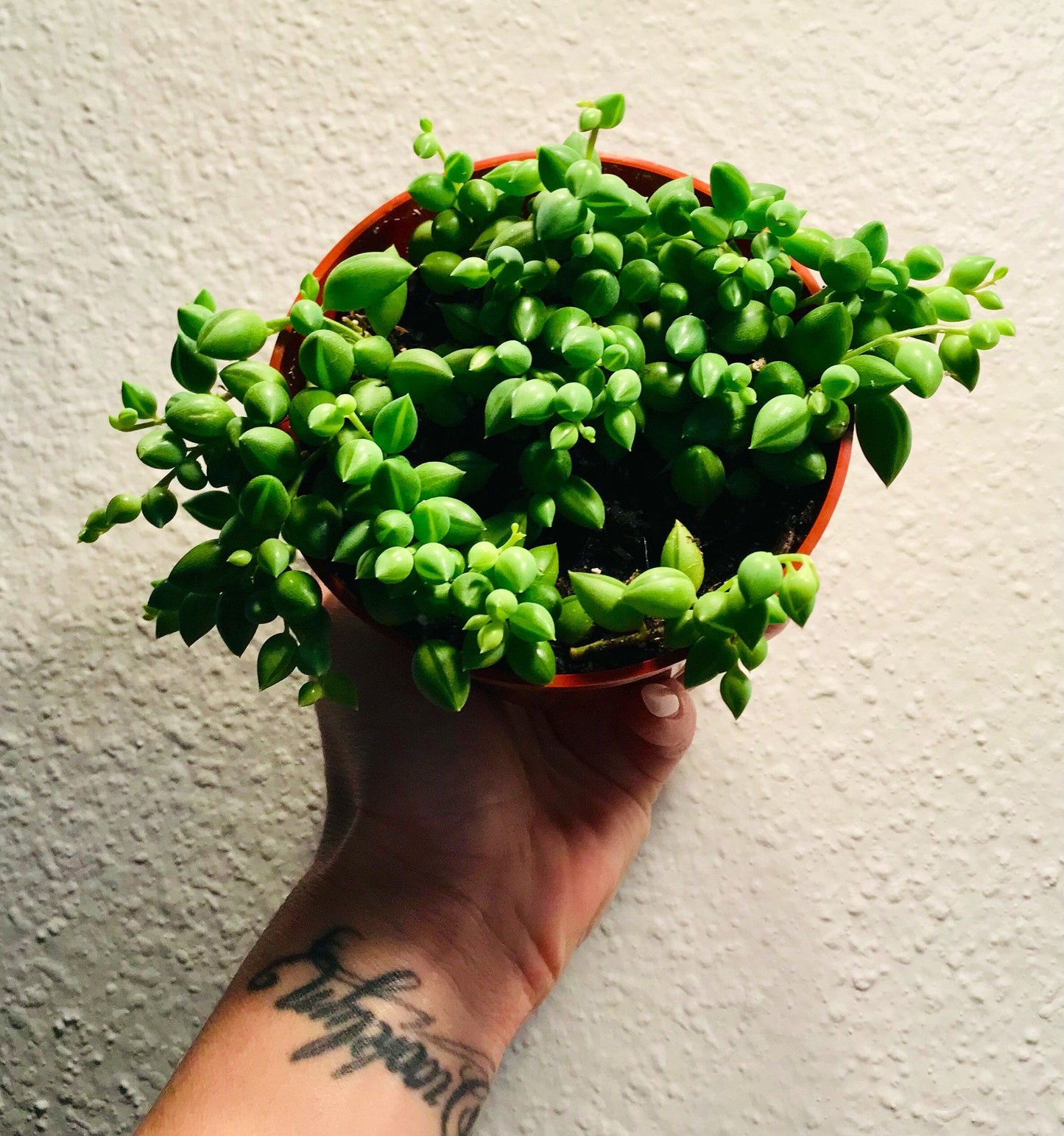 Senecio Herreanus ~ String of Tears ~ Senecio ~ String of Beads ~ String of Tears ~ String of Watermelons, Gooseberry Plant ~ String of Rain