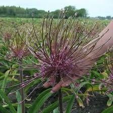 Allium Schubertii Seeds ~ Plants ~ Garden ~ Grow Your Own ~ Spring Flowers ~ Instead of Flowers ~ Presents