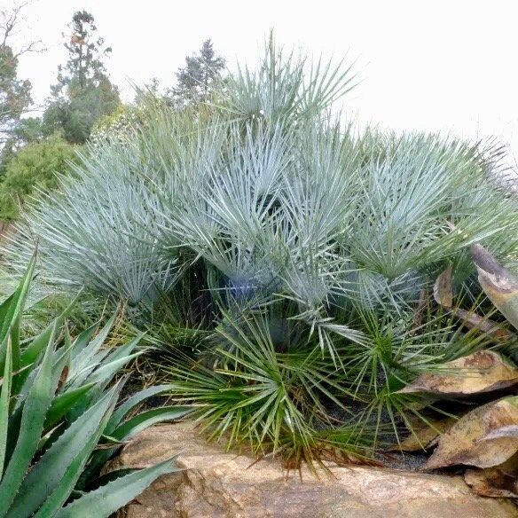 Mexican Blue Hesper Palm Tree Seeds ~ Brahea Armata ~ Mexican Blue Palm Tree ~ Grey Goddess Tropical ~ Exotic ~ Palm ~ Blue ~ Garden ~ Plams