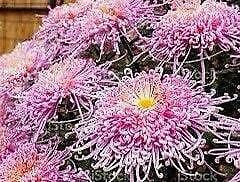 Japanese Pink Chrysanthemum Seeds ~ Cool Flowers ~ Rare ~ Heirloom ~ Beautiful