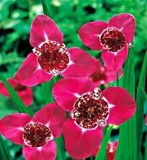 tiger flower seeds Rosa Tigridia Pavonia Seeds ~ Tiger Flower ~ Mexican Shell Flower ~ Peacock Flower ~ Garden ~ Grow Your Own ~ Spring Flowers